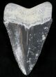 Serrated, Grey Bone Valley Megalodon Tooth #21561-1